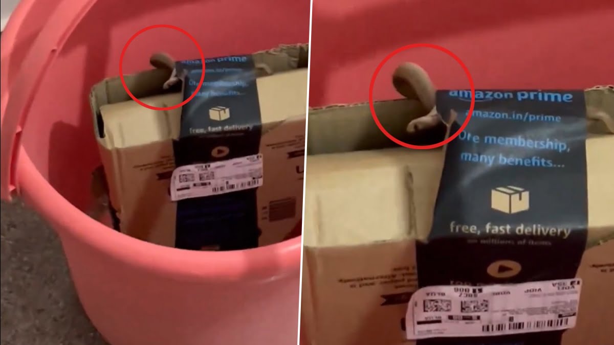 A Bangalore couple posted a video of a venomous snake inside the Amazon parcel