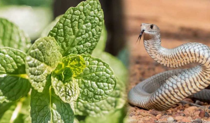 puthina, snake