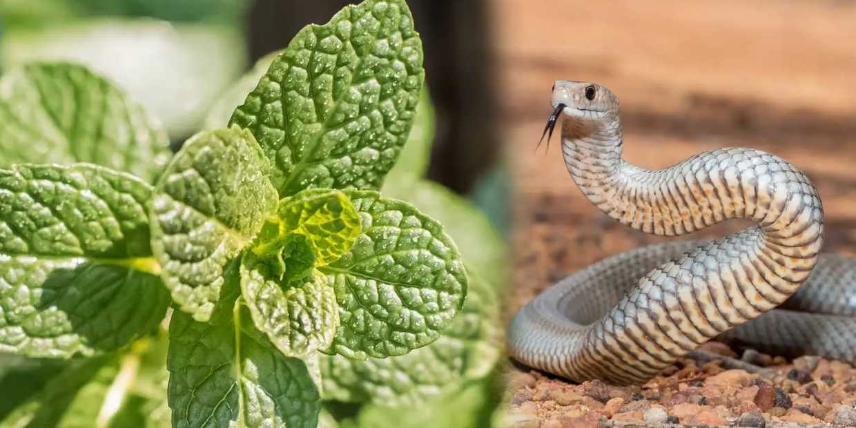 puthina, snake
